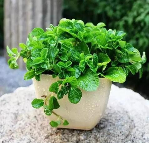 天氣溫和了，家里可以添點綠植了 北京昌平CAD培訓班